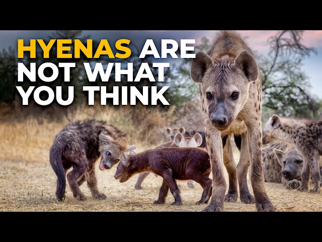 The Insane Biology of: The Spotted Hyena