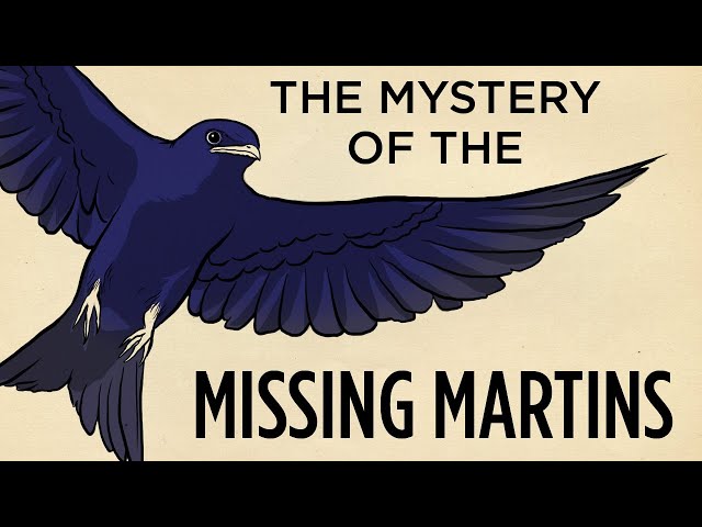 The Mystery Of The Missing Martins | Field Trip! | SKUNK BEAR