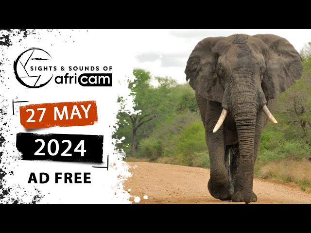 Sights and Sounds of Africam - 27 May 2024 - AD FREE