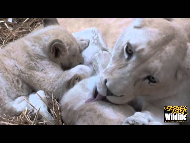 Themba's Pride  - Sophia's Cubs Take a Milk Break