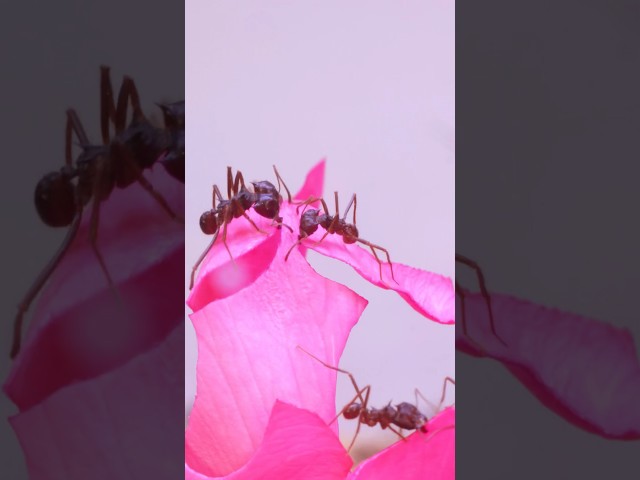 Feeding Roses To My Ant Colony | Leaf Cutter Ants