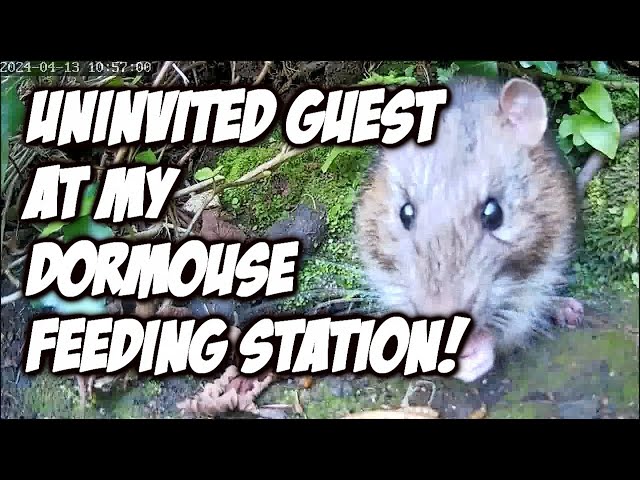 My camera catches a surprise new visitor to my dormouse feeding station!