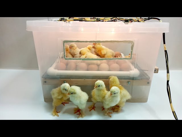 How to make an incubator at home quickly and easily | كيف تصنع حاضنة في المنزل بسرعة وسهولة