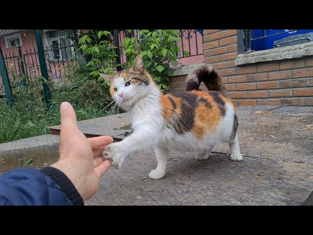 Pregnant cat gets angry at me and slaps my hand.