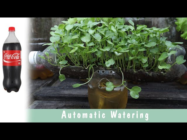 Automatic Watering Indoor Vegetable Growing -  Reuse Coke Bottles