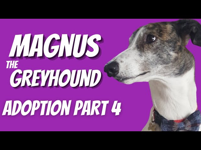 Greyhound adoption - Magnus part 4