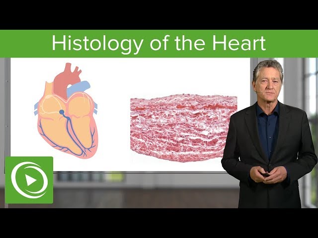 Histology of the Heart – Histology | Lecturio