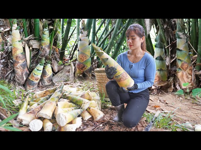 Harvesting Bamboo Shoot, Processing bamboo shoots, selling bamboo shoots || My Bushcraft