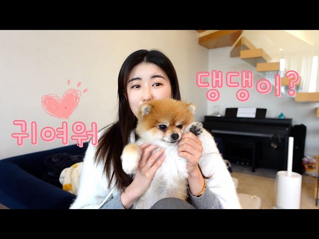 Let's Learn some Korean Words related to Cute Doggies!
