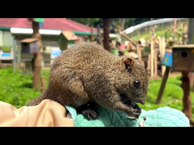 I visited a popular Tokyo spot where 200 Taiwan Squirrels live free-range! Machida Squirrel Garden