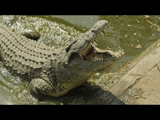 Death Rolling Man Eating Crocodiles Attack Adolescent Beast