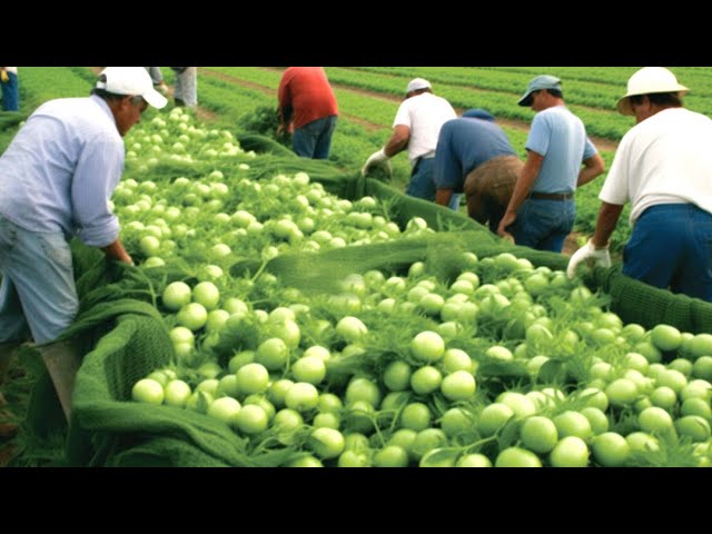 How To Harvest Thousands Of Tons Of Agricultural Products In 2023