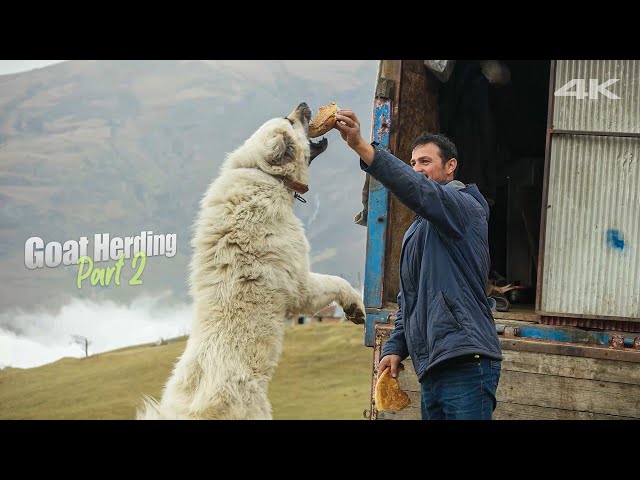 Goat Herding - Part 2 (Hairy Dogs) | Documentary ▫️4K▫️