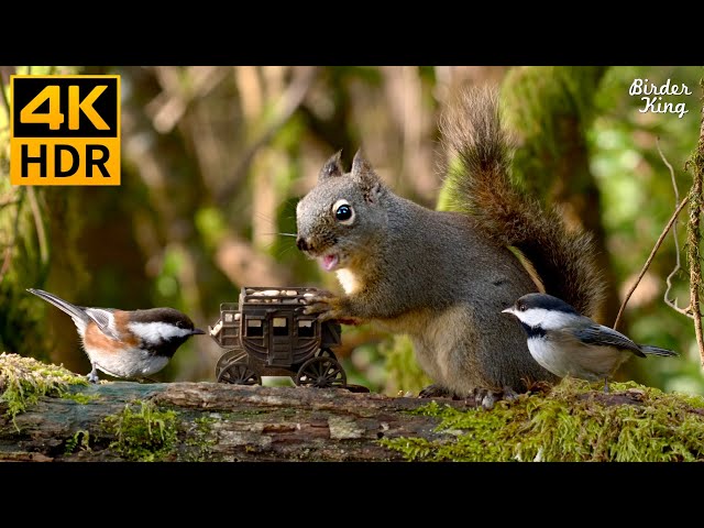 Cat TV for Cats to Watch 😺 The Secret Life of Fluffy Birds, Squirrels 🐿 8 Hours 4K HDR
