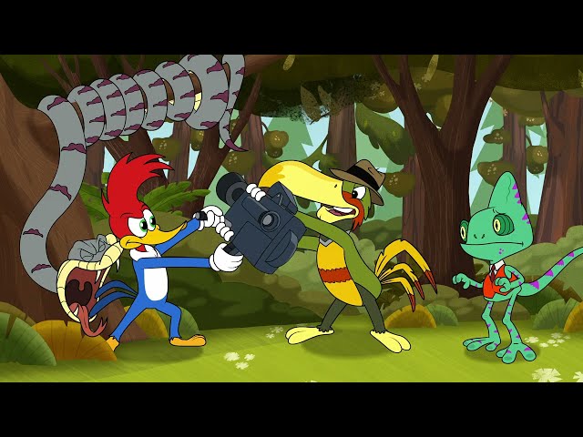 Nueces de la naturaleza | El Pájaro Loco | Dibujos animados para niños | WildBrain en Español
