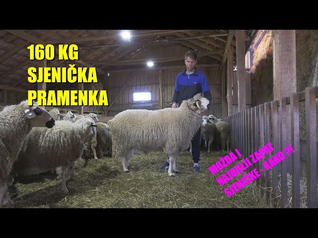 SJENIČKA PRAMENKA - PREKO 100 kg ! OVČAR iz Valjeva - PROMENIO RASU - napravio veću i plodniju ovcu