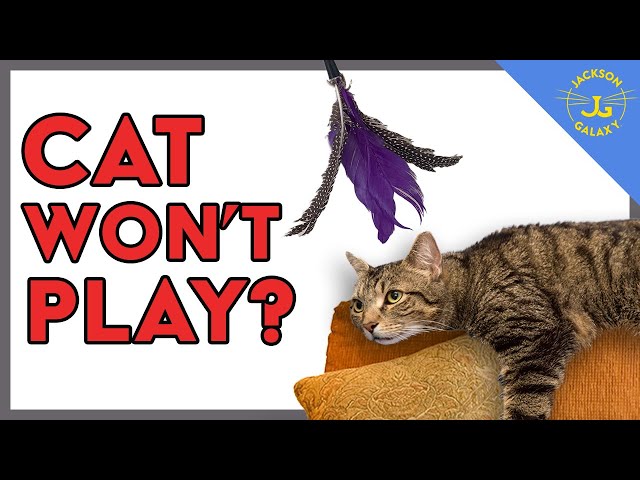 Cat Won't Play? You're Doing it Wrong!