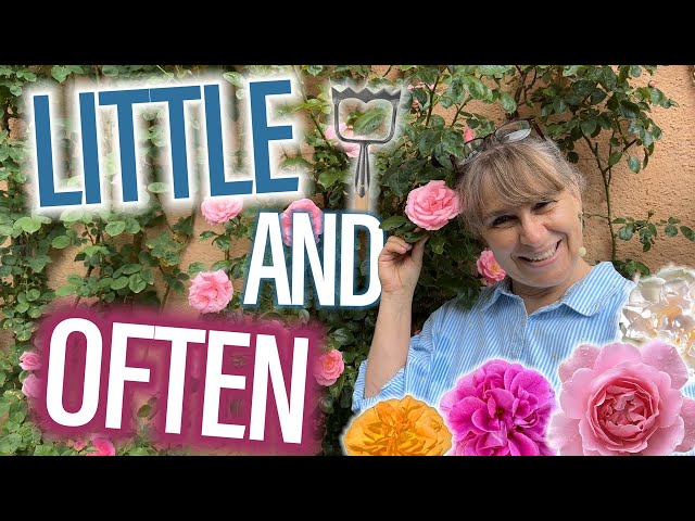 ROSEN - So meisterst Du Deine Garten-Arbeit am besten: "WENIG dafür OFT" | English Gardening Secrets