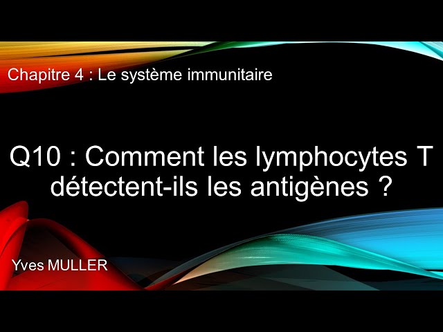 Chap 4 : Le système immunitaire - Q10 : Comment les lymphocytes T détectent-ils les antigènes ?