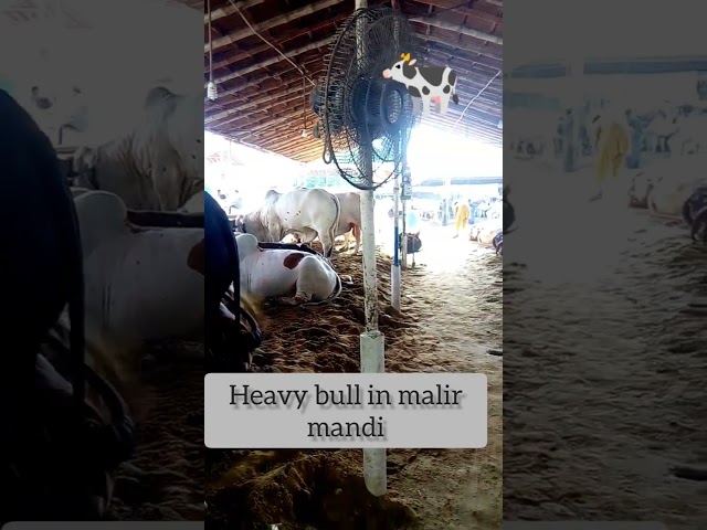 heavy Wight bull in malir mandi #cow# ciw lover# cow mandi # cow short