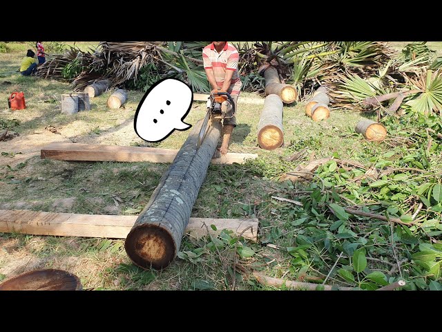 Chainsaw STIHL MS 070 Vs. A Century Palm Tree Years Old