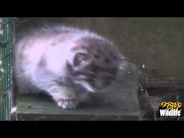 Pallas's Cat Kittens (2014) – the early days