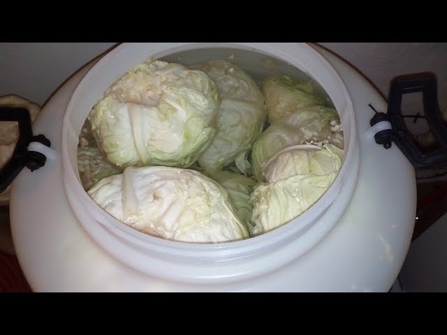 SOURING CABBAGE FOR WINTER WITHOUT OVERFLOWING