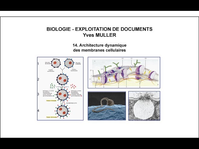 14. Architecture dynamique des membranes cellulaires