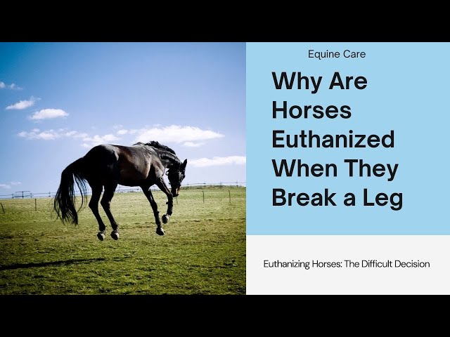 Why Horses are Euthanized When They Break a Leg.