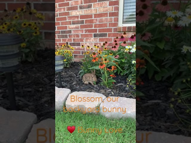 Blossom, Our Backyard Bunny