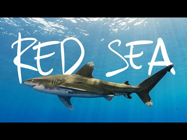 "Jaws in the Brain" - Red Sea, Egypt // Life, Uncharted Ch. 02 [Documentary]