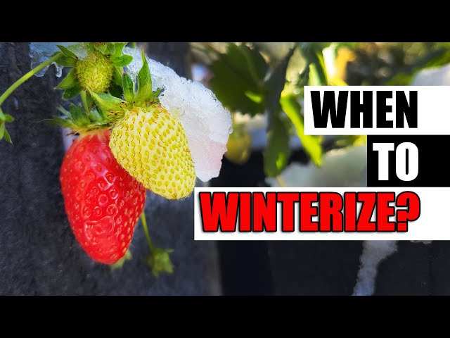 When To Winterize Your Strawberries - Garden Quickie Episode 175