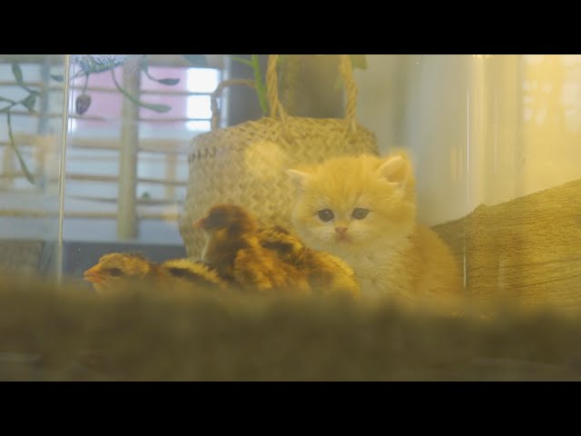 Reaction Kitten Pudding Meets New Baby Chick for the First Time!