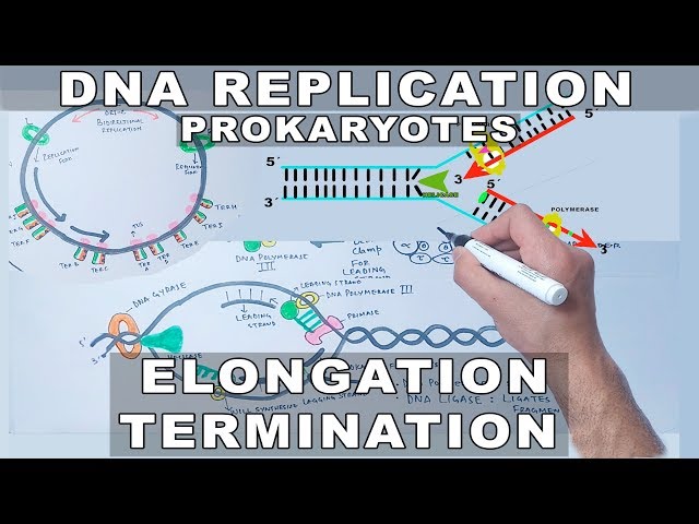 DNA Replication in Prokaryotes | Elongation and Termination