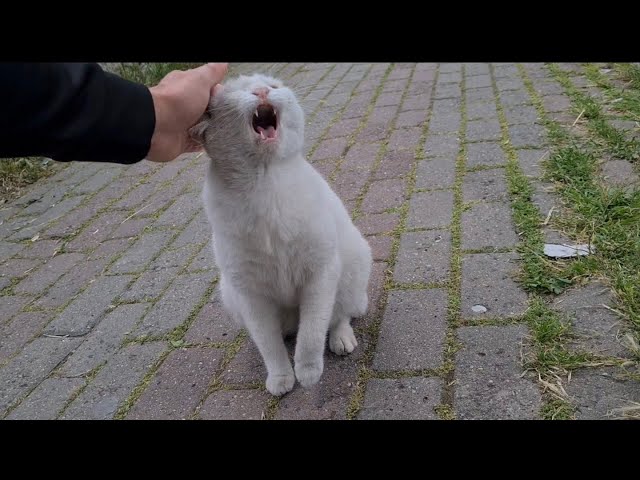 Angry white cat doesn't want to be tamed. She's always Wild.