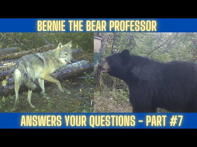 Bear Hunting Questions #7