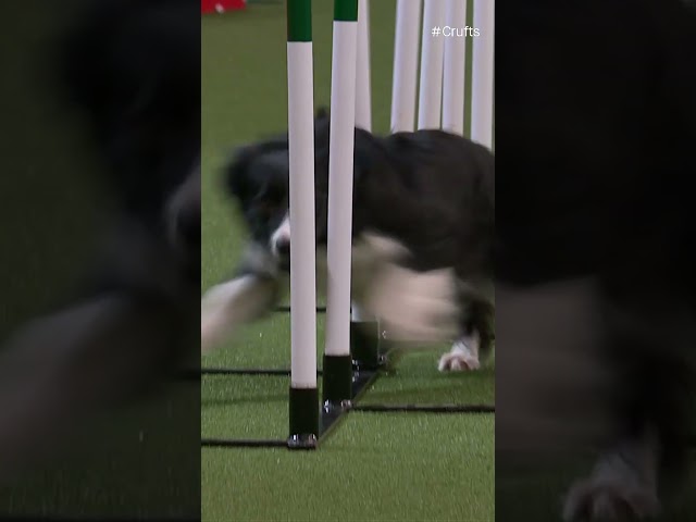 Weeeaving all over the course | Crufts 2024