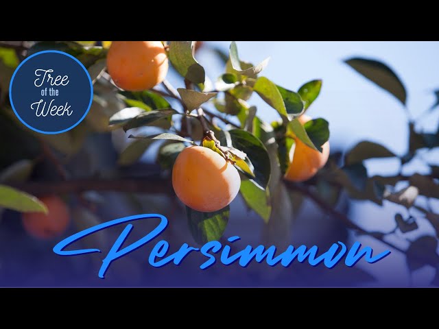 Tree of the Week: Persimmon