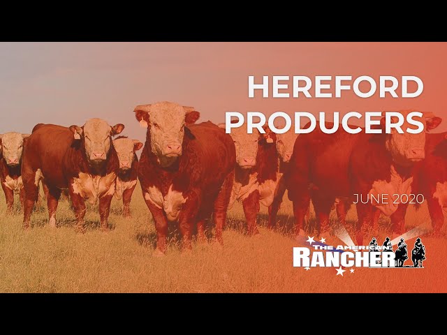 Hereford Producers | The American Rancher