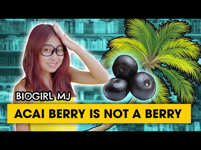 We have Acai palm in Singapore? | Biogirl MJ