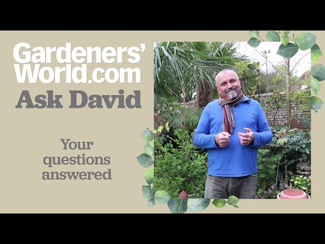 Ask David - Episode 1