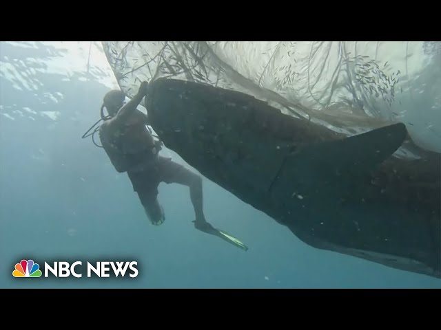 Watch: Divers rescue five whale sharks trapped in fishing nets