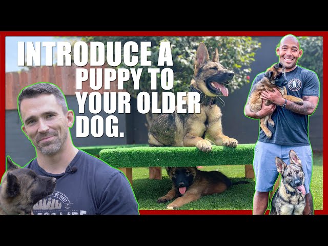 How to Introduce a Puppy to Your Older Dog.
