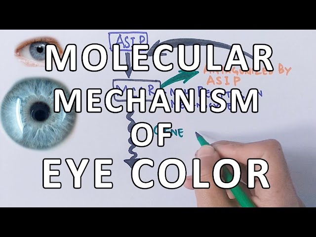 Molecular Genetics of Eye Color