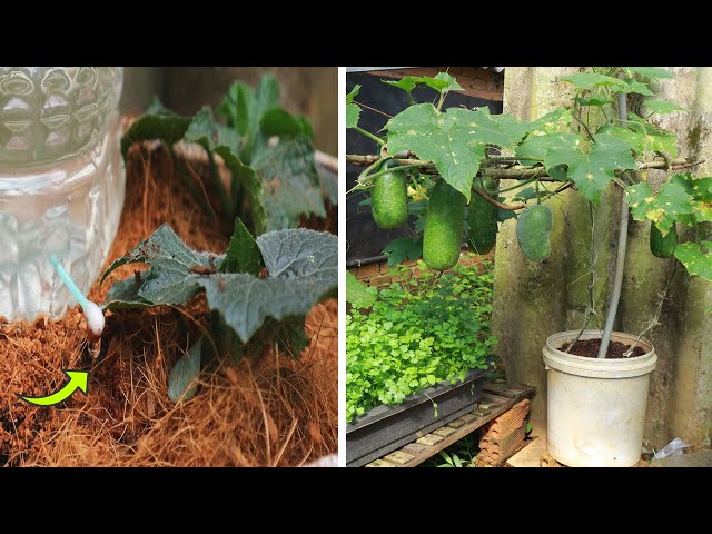 Grow Squash With Only Recycled Paint 💧 Drip Watering Can