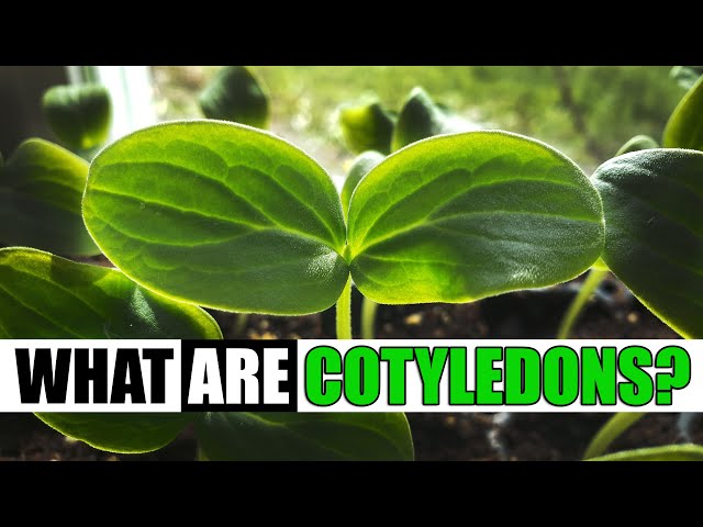 What Are Cotyledons? - Garden Quickie Episode 127