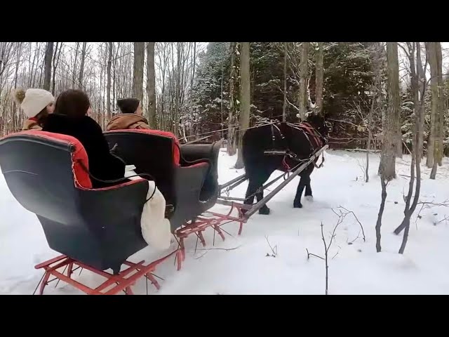 A Horse Drawn Sleigh Ride & Christmas Carols with my Daughters!!! ❄️🎄❄️🎄❄️