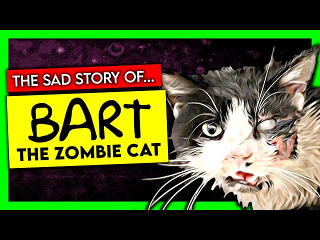 The Tragic Story of BART The Zombie Cat | Kickscammer special