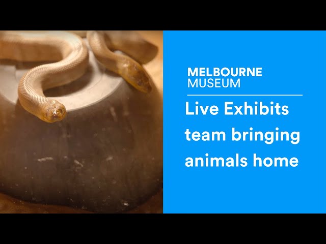 Live Exhibits team bringing the animals home