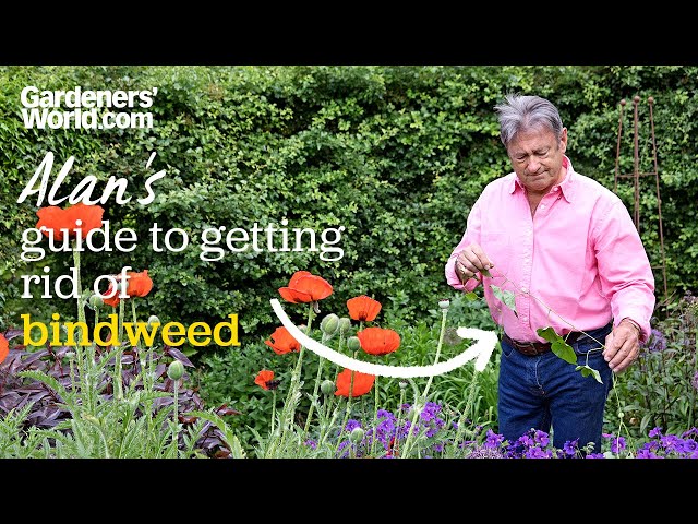Alan's guide to getting rid of BINDWEED (without using chemicals!)